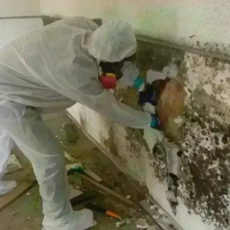 Mold Remediation and Removal in Bynum, AL